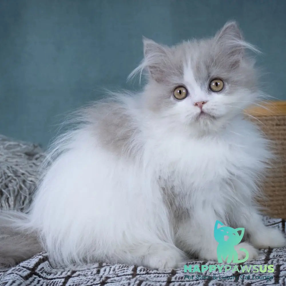 Elektra Selkirk Rex female lilac harlequin - live animals