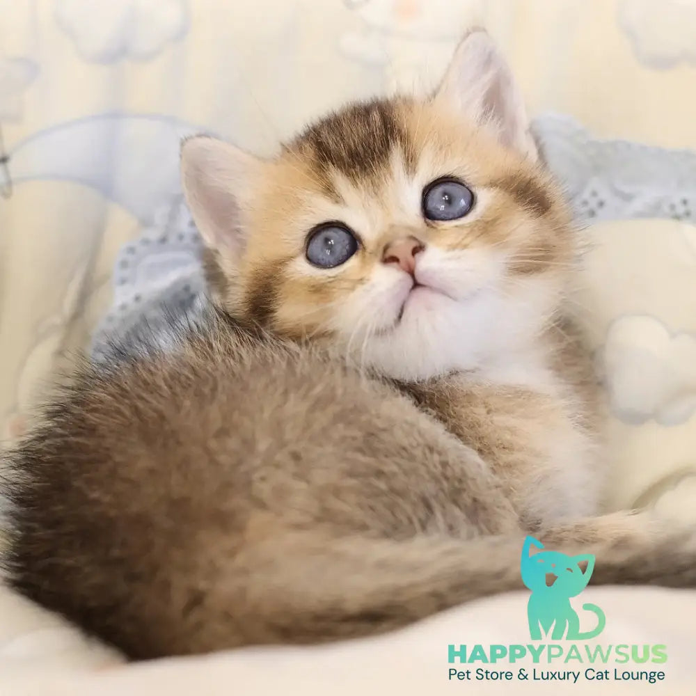 Eleon Scottish Straight male black golden ticked tabby - live animals