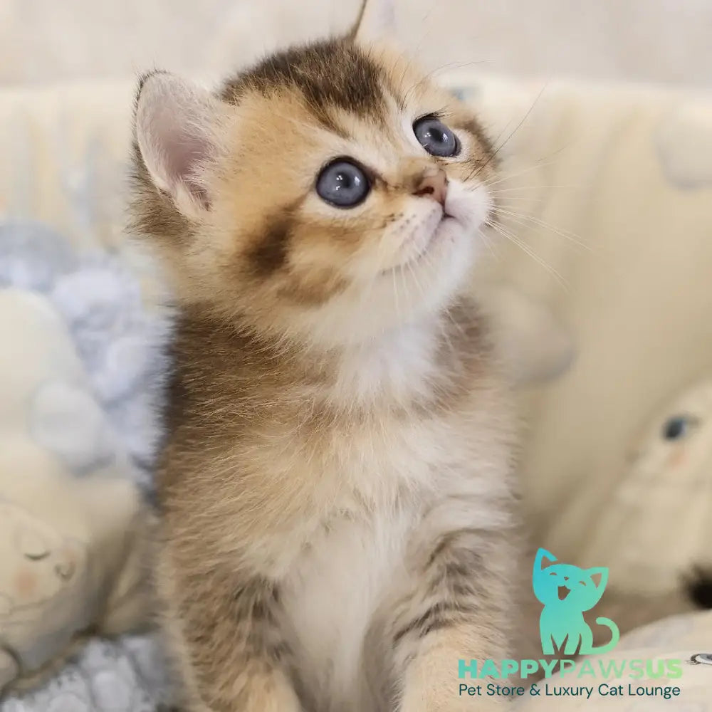 Eleon Scottish Straight male black golden ticked tabby - live animals