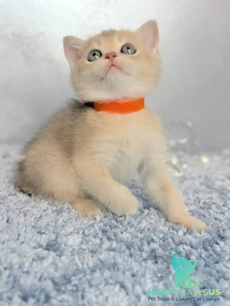 Eley Scottish Straight male blue golden shaded - live animals