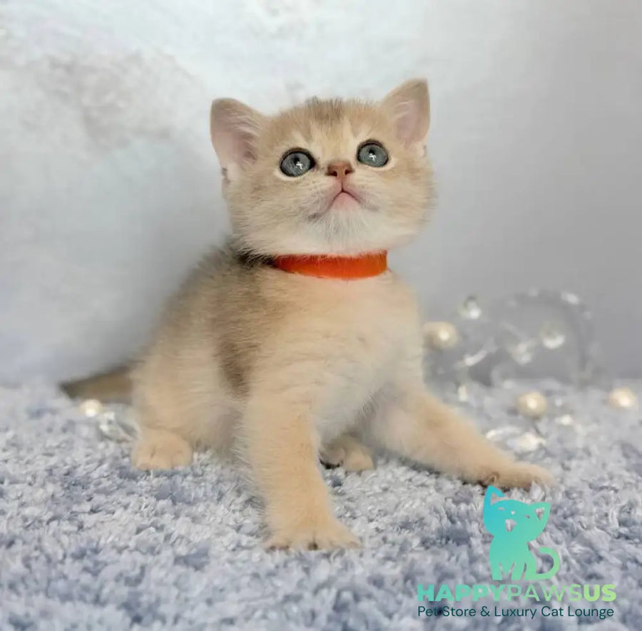 Eley Scottish Straight male blue golden shaded - live animals