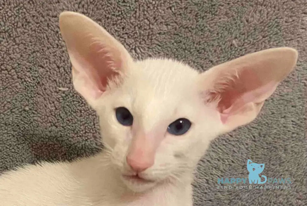 Elf Oriental Shorthair male white live animals