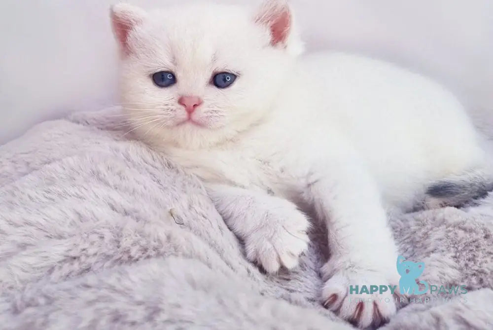 Elia British Shorthair female black silver shaded pointed live animals
