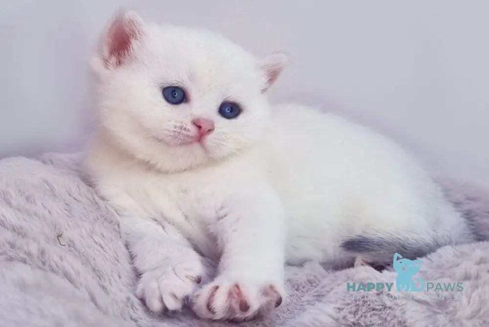 Elia British Shorthair female black silver shaded pointed live animals