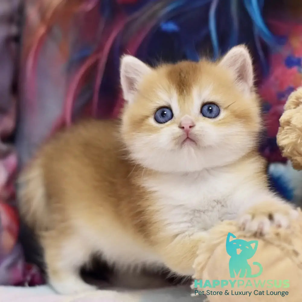 Elian British Shorthair male black golden chinchilla - live animals