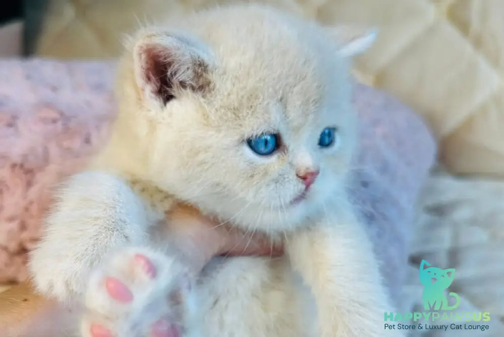 Elian British Shorthair male cream golden - live animals