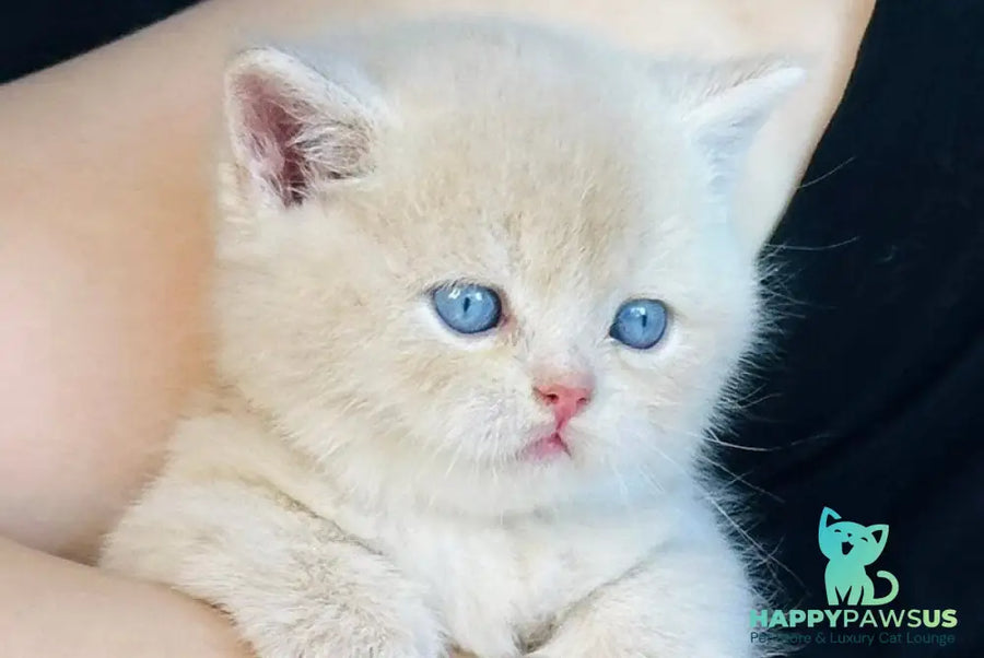 Elian British Shorthair male cream golden - live animals