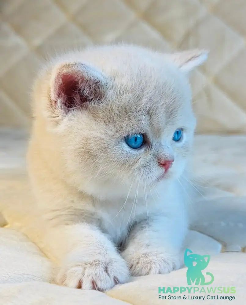 Elian British Shorthair male cream golden - live animals