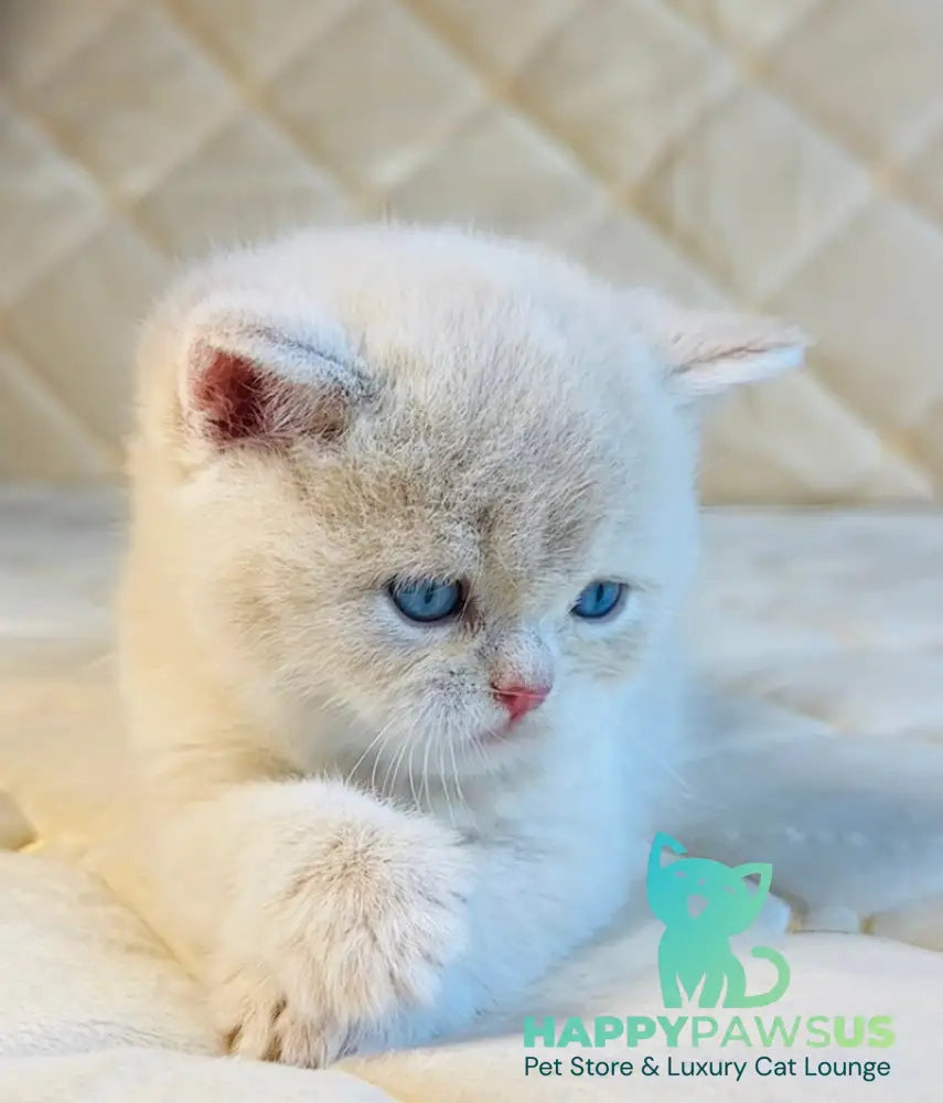 Elian British Shorthair male cream golden - live animals