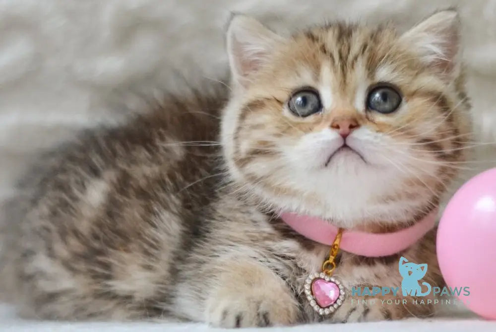 Eliana Munchkin female black golden tabby - live animals
