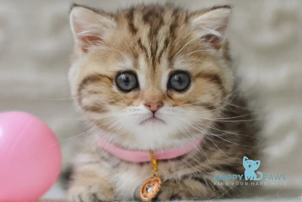 Eliana Munchkin female black golden tabby - live animals