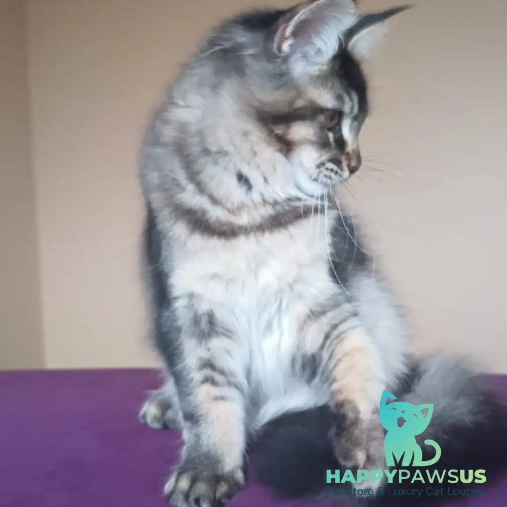 Elif Maine Coon female black ticked tabby - live animals