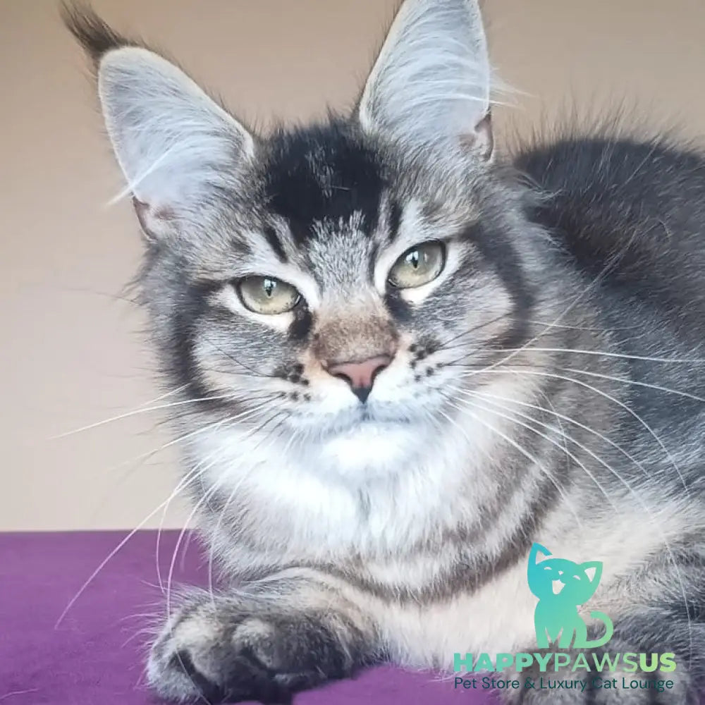 Elif Maine Coon female black ticked tabby - live animals