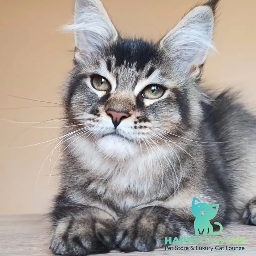 Elif Maine Coon female black ticked tabby - live animals