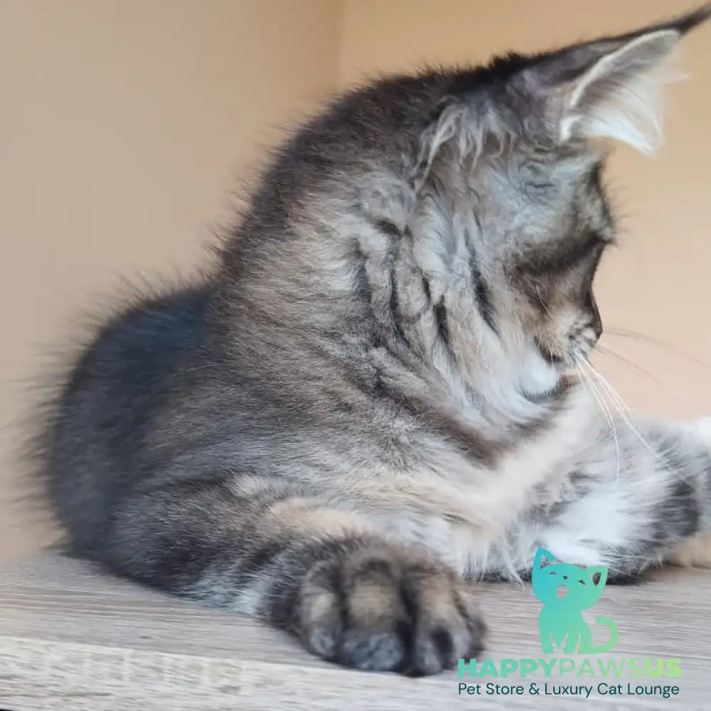 Elif Maine Coon female black ticked tabby - live animals