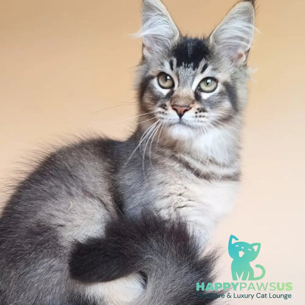 Elif Maine Coon female black ticked tabby - live animals