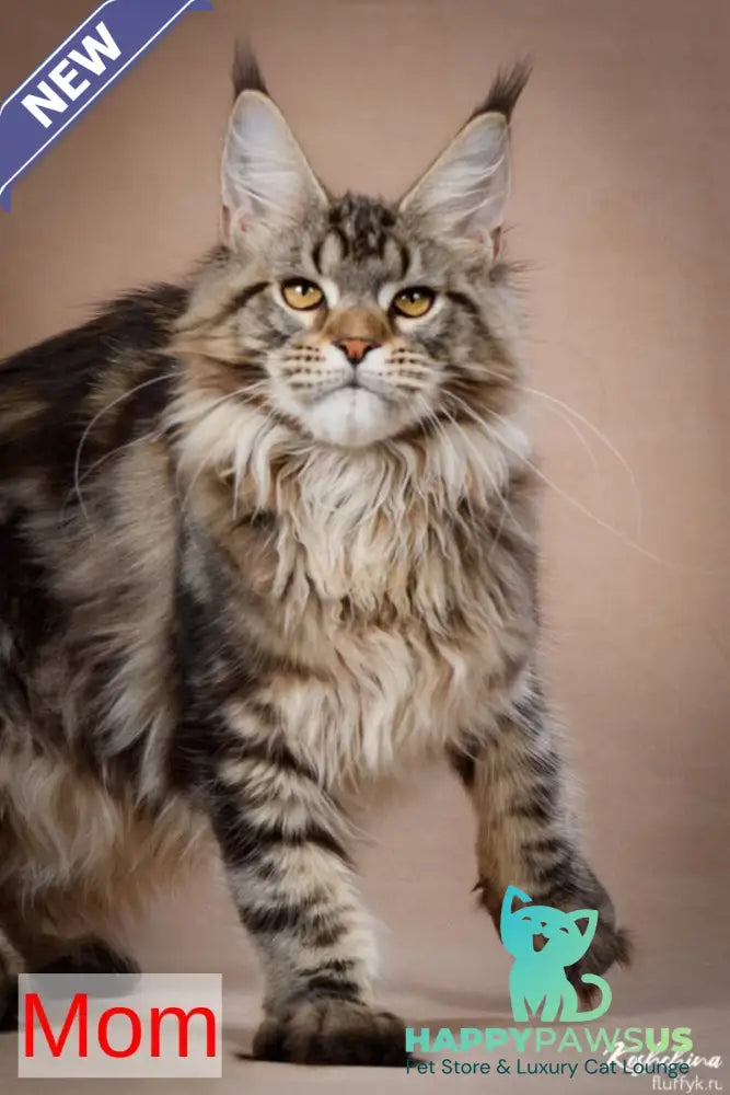 Elijah Maine Coon male black silver - live animals