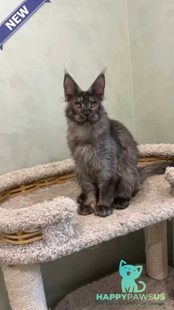 Elijah Maine Coon male black silver - live animals