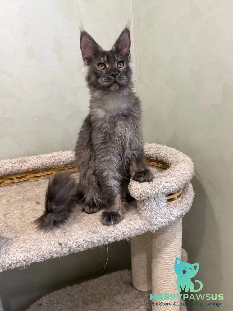 Elijah Maine Coon male black silver - live animals