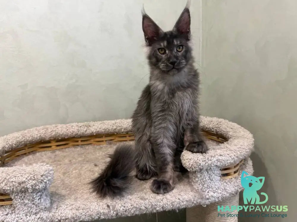 Elijah Maine Coon male black silver - live animals