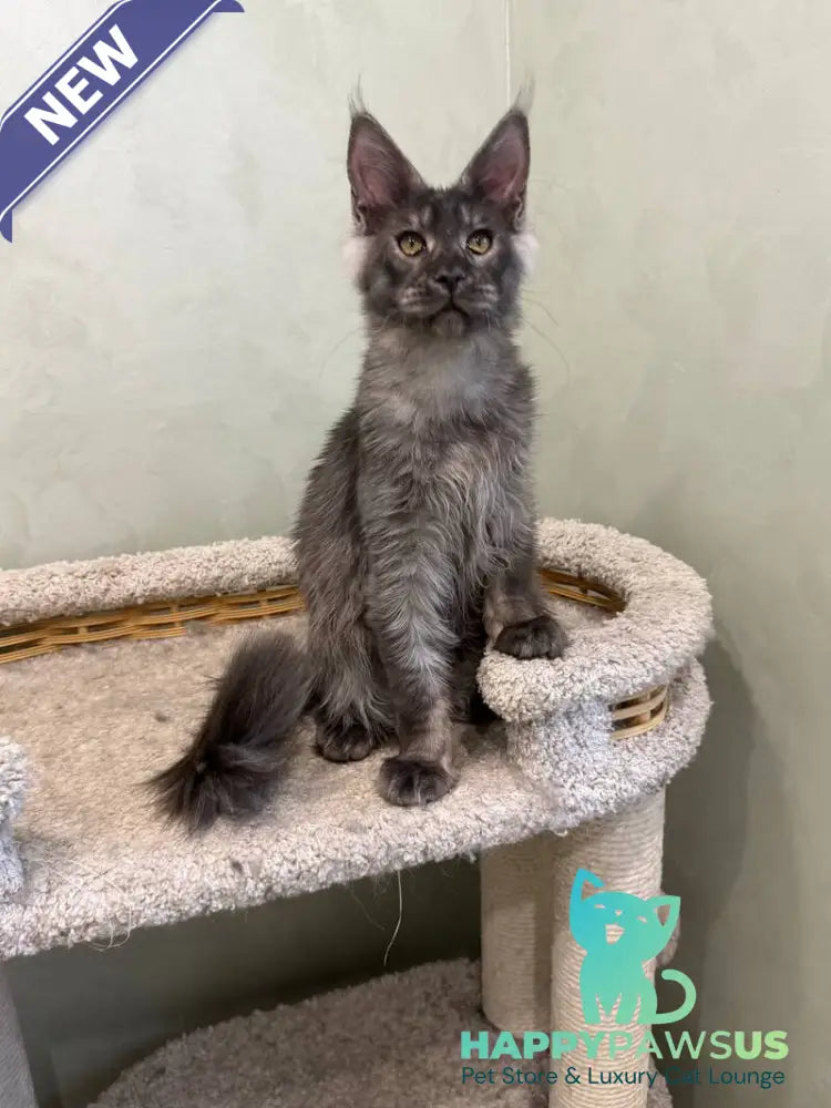 Elijah Maine Coon male black silver - live animals