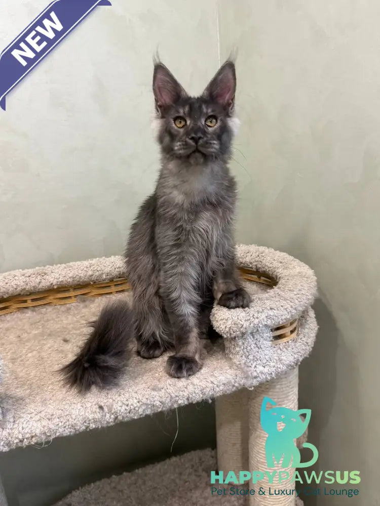 Elijah Maine Coon male black silver - live animals