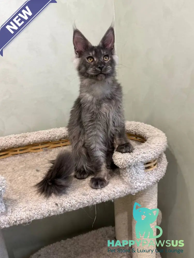 Elijah Maine Coon male black silver - live animals