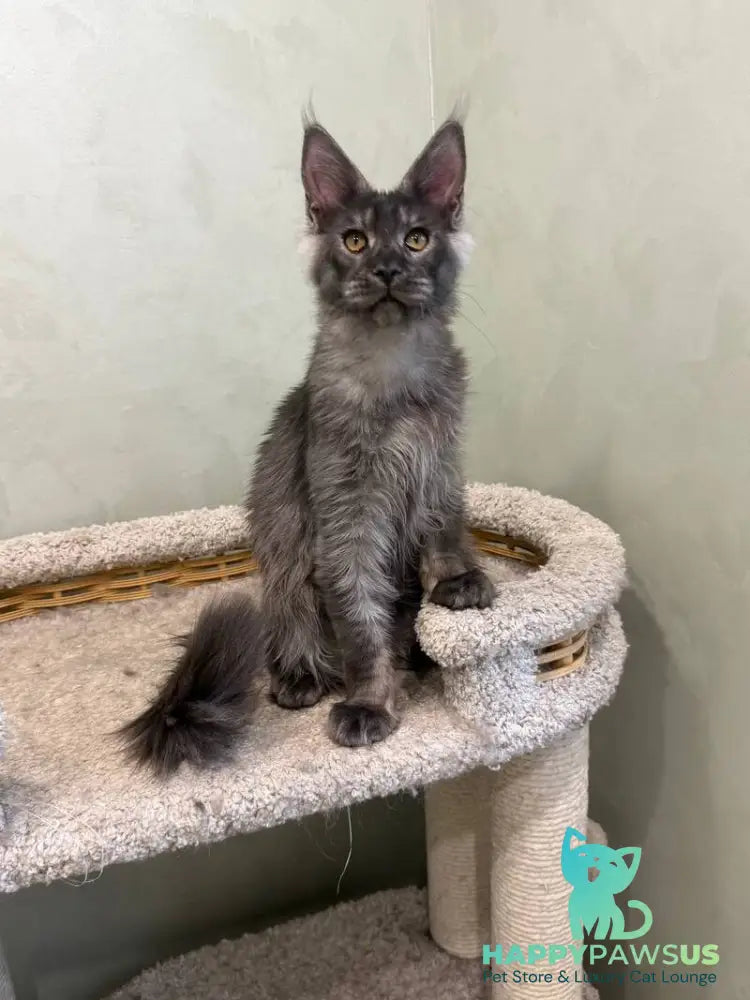 Elijah Maine Coon male black silver - live animals
