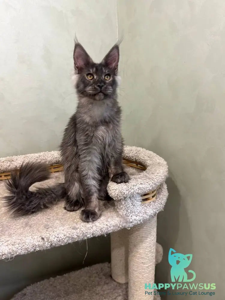 Elijah Maine Coon male black silver - live animals