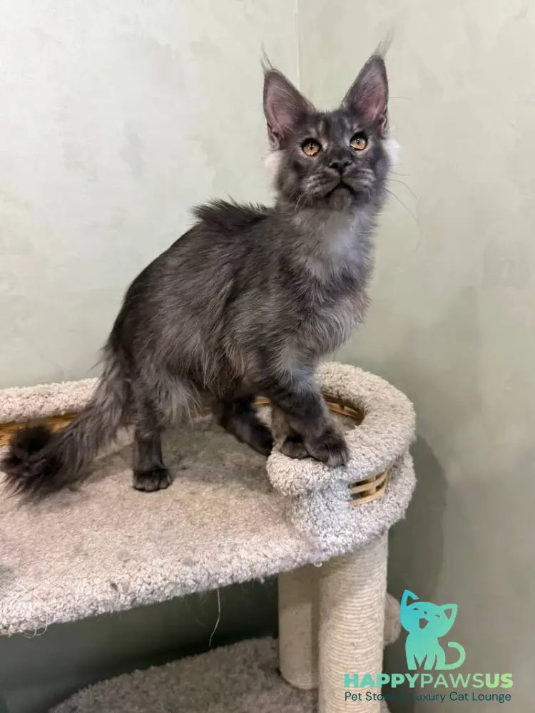 Elijah Maine Coon male black silver - live animals