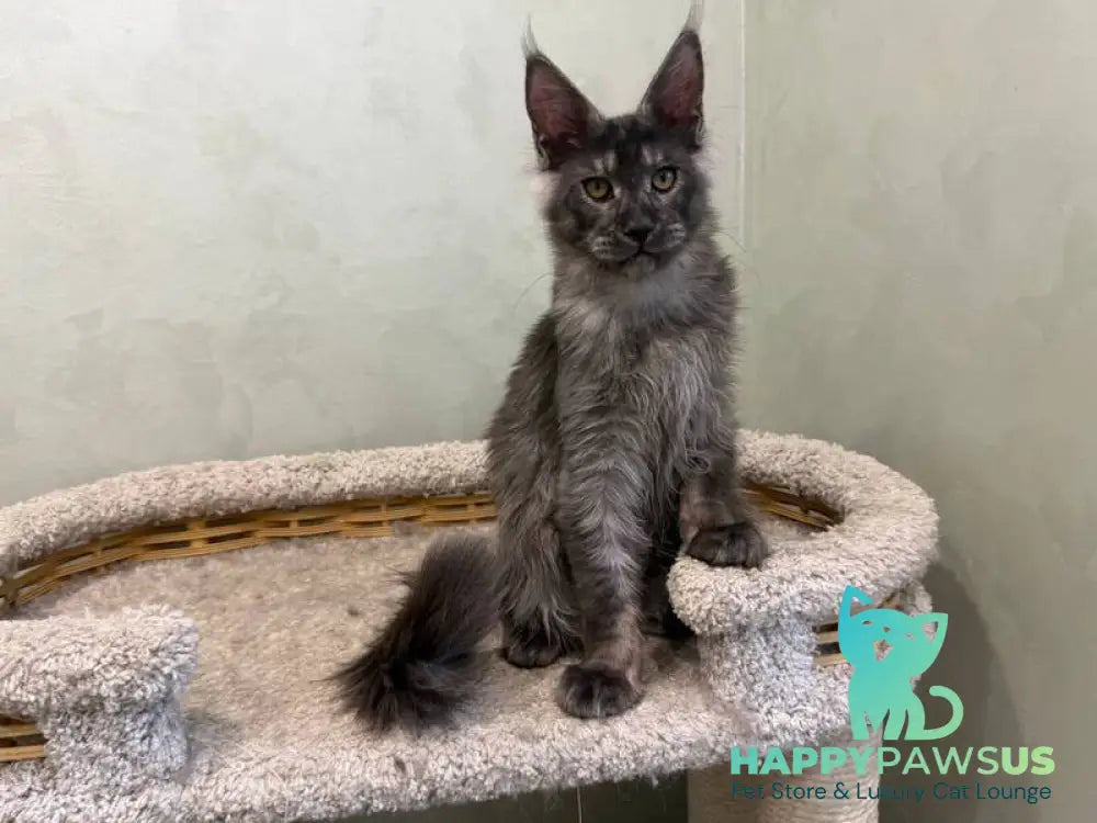 Elijah Maine Coon male black silver - live animals