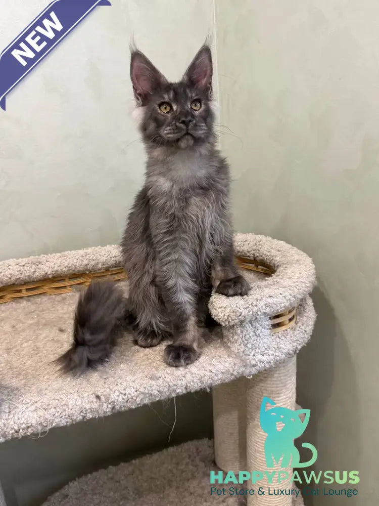 Elijah Maine Coon male black silver - live animals