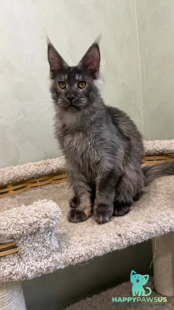 Elijah Maine Coon male black silver - live animals