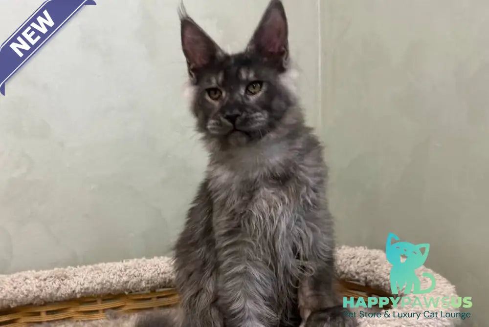 Elijah Maine Coon male black silver - live animals