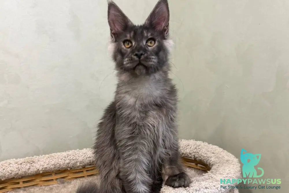 Elijah Maine Coon male black silver - live animals