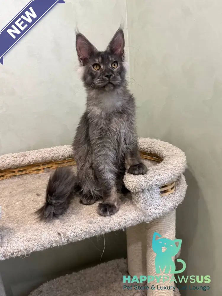 Elijah Maine Coon male black silver - live animals