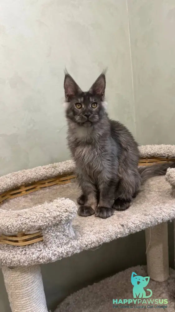 Elijah Maine Coon male black silver - live animals
