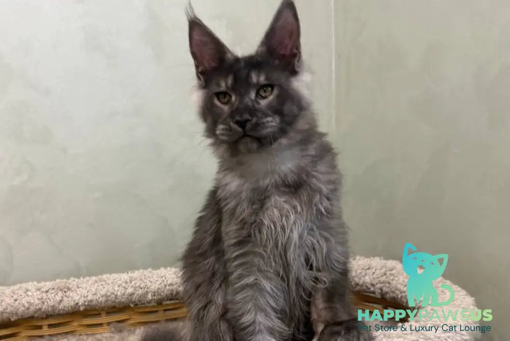 Elijah Maine Coon male black silver - live animals
