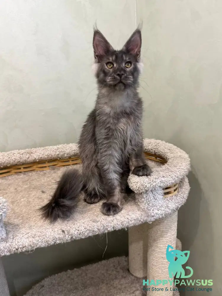 Elijah Maine Coon male black silver - live animals