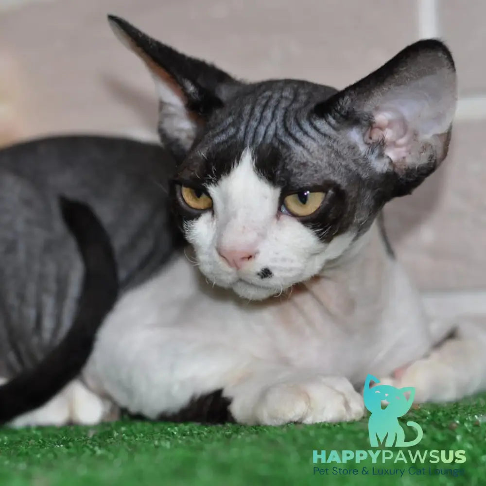 Elik Devon Rex male black bicolour - live animals