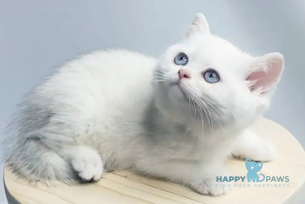 Elika British Shorthair female black silver shaded pointed live animals