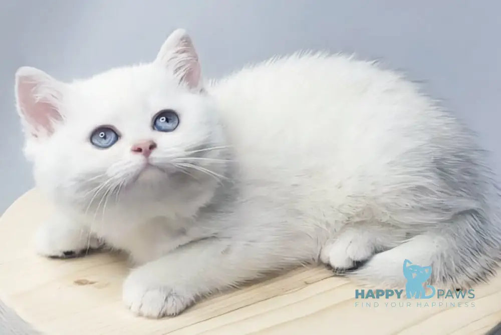 Elika British Shorthair female black silver shaded pointed live animals