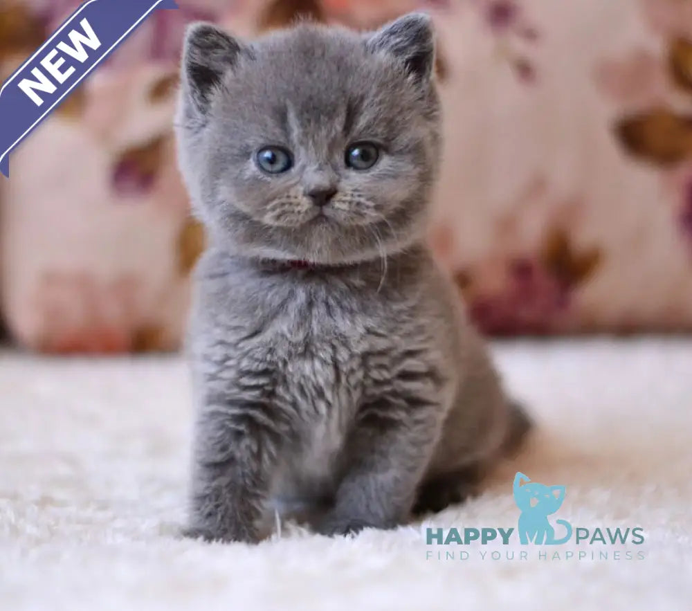 Elika British Shorthair female blue - live animals