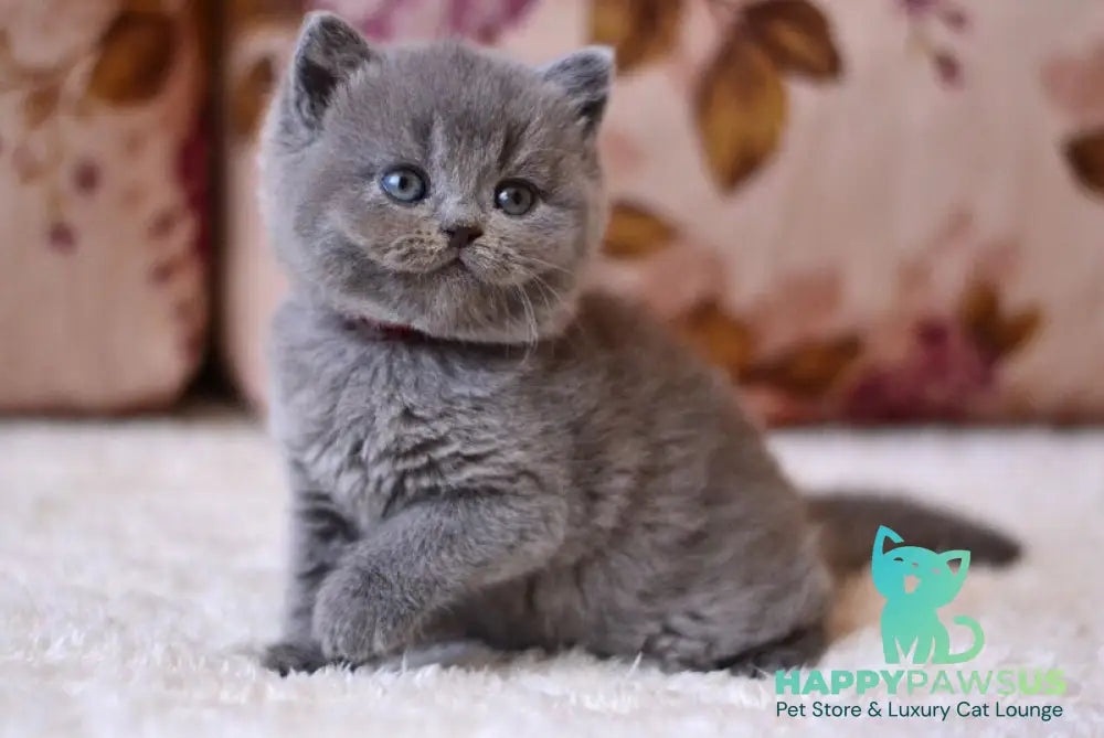Elika British Shorthair female blue - live animals