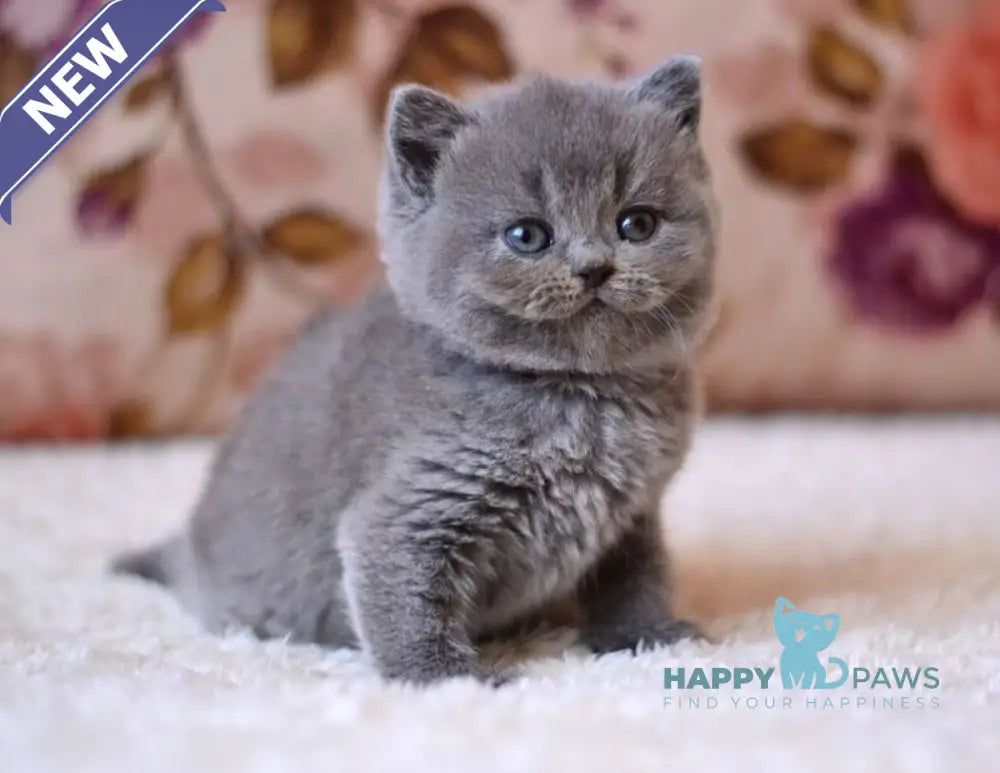 Elika British Shorthair female blue - live animals