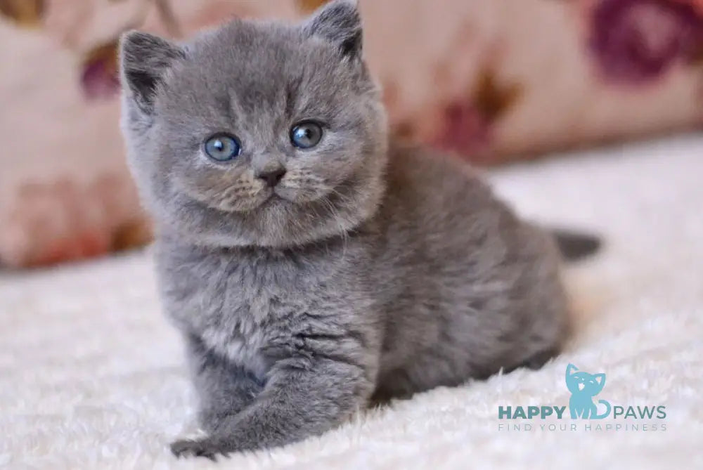Elika British Shorthair female blue - live animals
