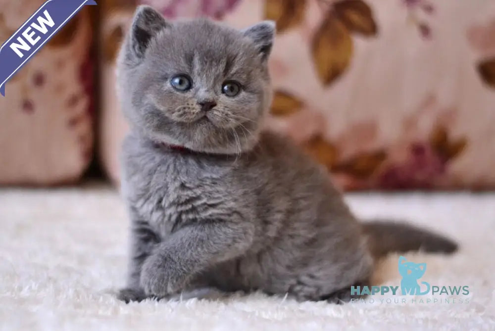 Elika British Shorthair female blue - live animals