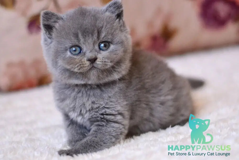 Elika British Shorthair female blue - live animals