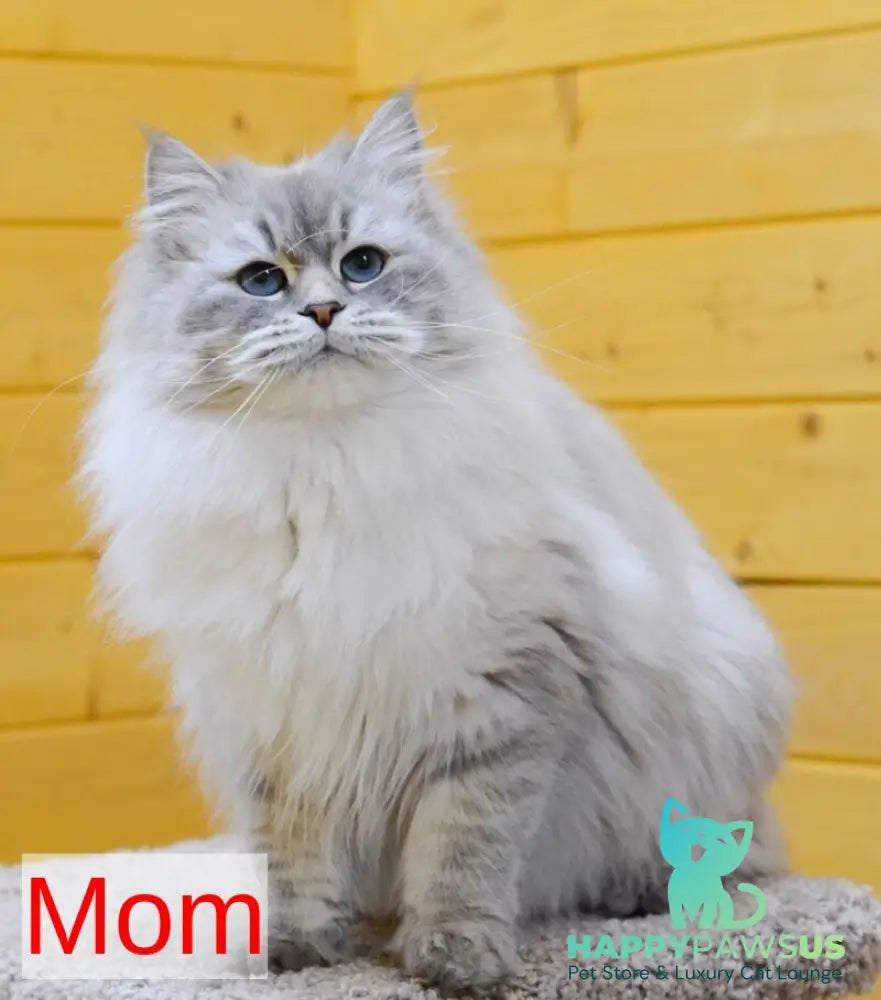 Eliksir Neva Masquerade male blue tabby pointed - live animals