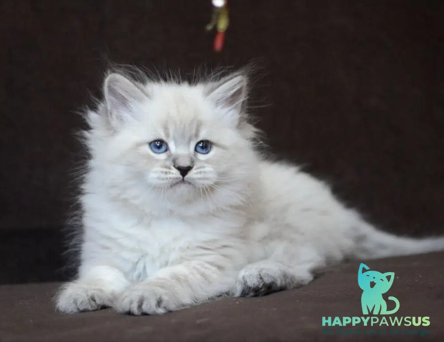 Eliksir Neva Masquerade male blue tabby pointed - live animals